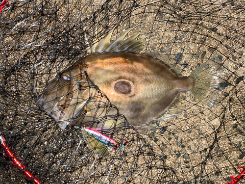 マトウダイの釣果