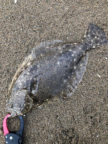 ソゲの釣果