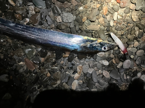 タチウオの釣果