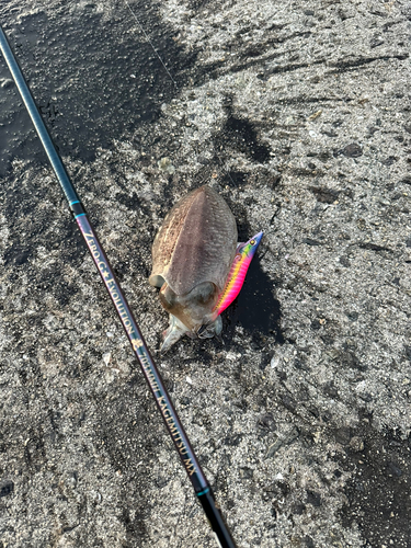 コウイカの釣果