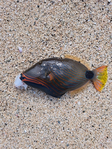 クマドリの釣果