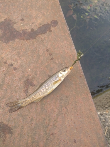 アブラハヤの釣果