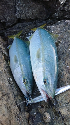 イナダの釣果