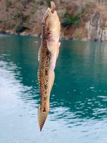 アナハゼの釣果