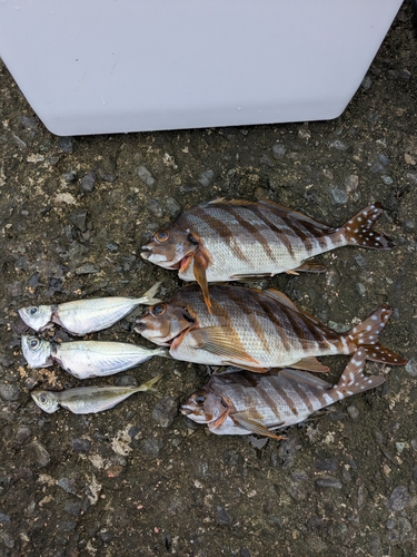 タカノハダイの釣果