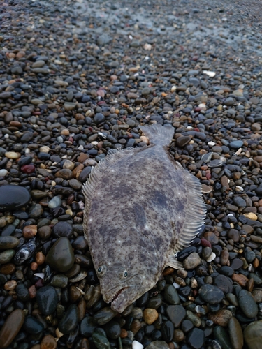 ソゲの釣果