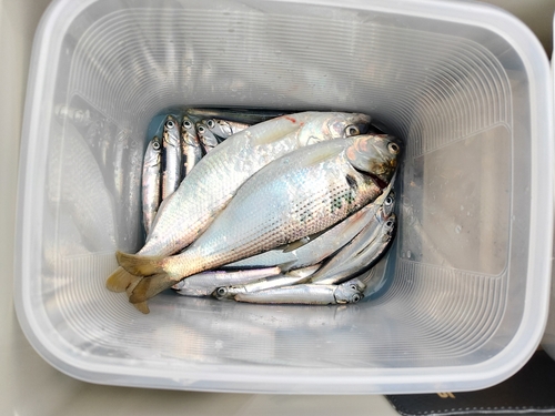 コノシロの釣果