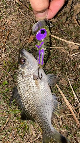 オオクチユゴイの釣果