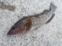 アイナメの釣果