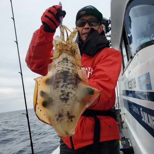 アオリイカの釣果