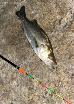 セイゴ（マルスズキ）の釣果