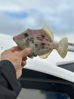 カワハギの釣果