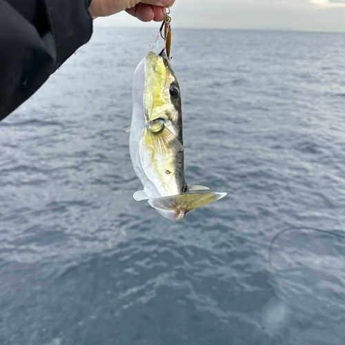 シロサバフグの釣果