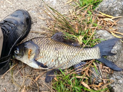 ヘラブナの釣果