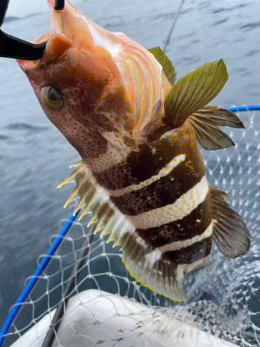 アオハタの釣果