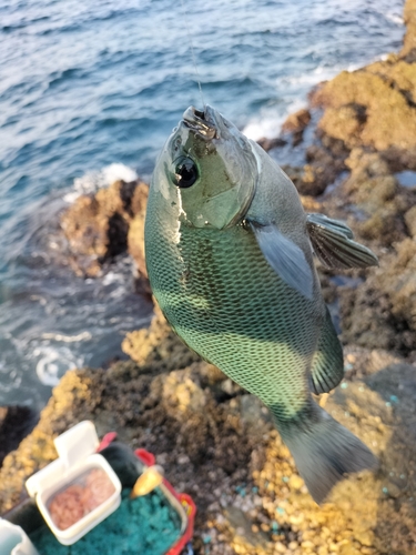 グレの釣果