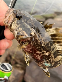 タケノコメバルの釣果