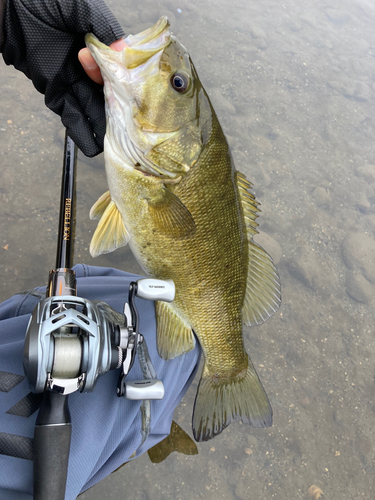 スモールマウスバスの釣果