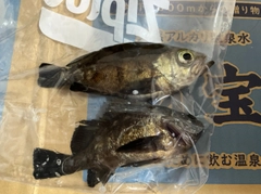 メバルの釣果