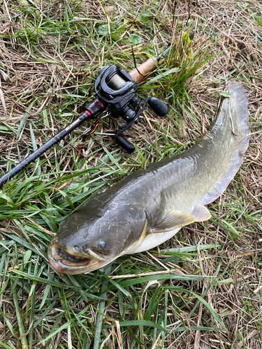 マナマズの釣果