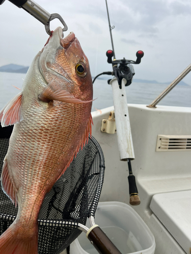 マダイの釣果