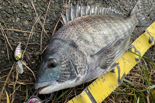 チヌの釣果