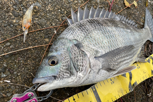 チヌの釣果