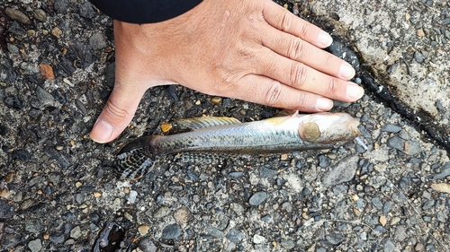 マハゼの釣果