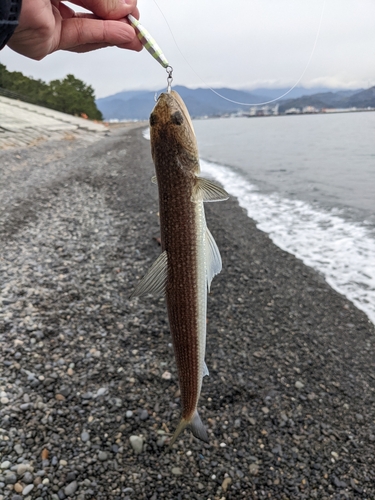 エソの釣果