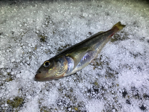 ハタハタの釣果