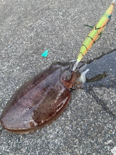 コウイカの釣果