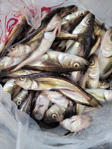 ハタハタの釣果