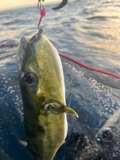 シロサバフグの釣果