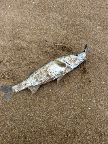 フッコ（マルスズキ）の釣果