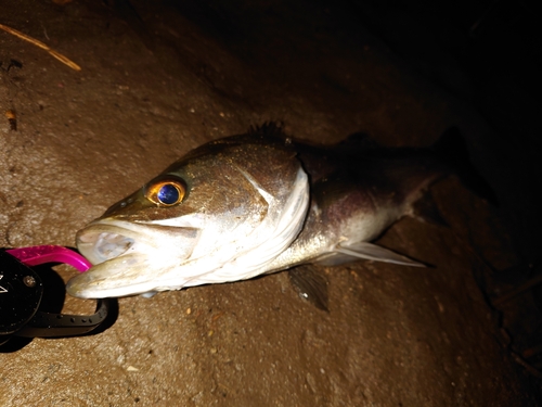 マルスズキの釣果