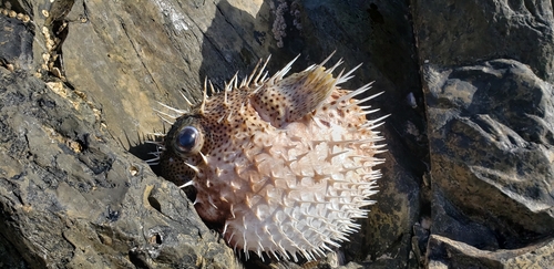 イシガキフグの釣果