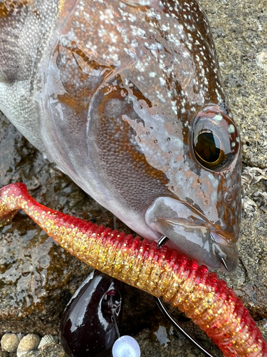 アイナメの釣果