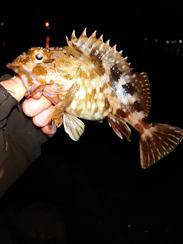 カサゴの釣果