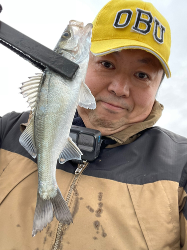 セイゴ（マルスズキ）の釣果