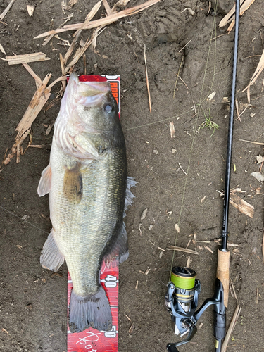 ラージマウスバスの釣果