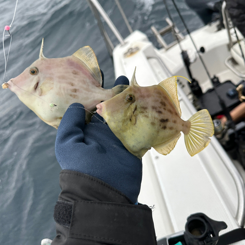 カワハギの釣果