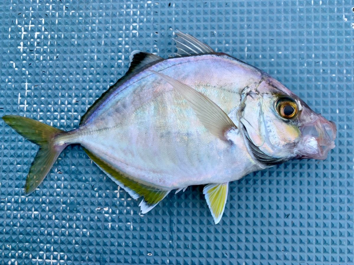 わじゅけんさんの釣果 2枚目の画像