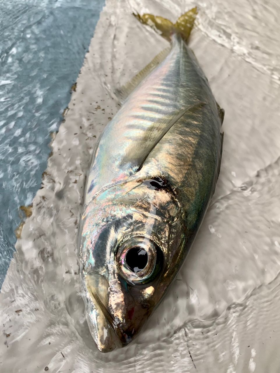 わじゅけんさんの釣果 3枚目の画像