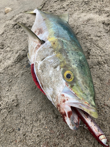 ブリの釣果