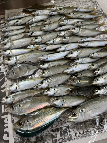 アジの釣果