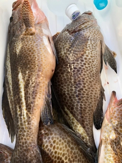 オオモンハタの釣果