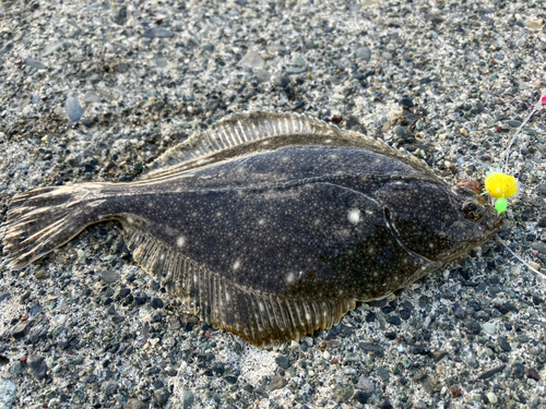 カレイの釣果