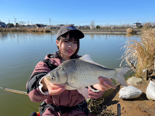 ヘラブナの釣果