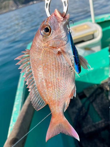 チャリコの釣果