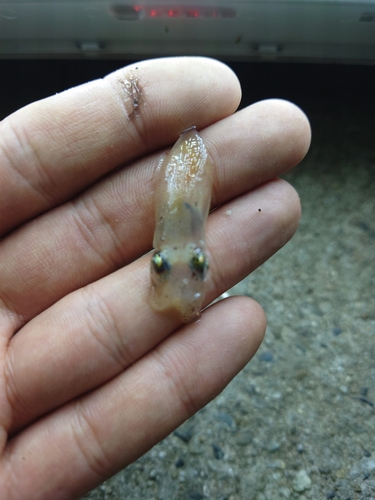 ヒイカの釣果